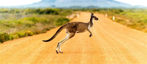 Yes, australia day is a public holiday in australia. Australia Day Public Holiday 2020