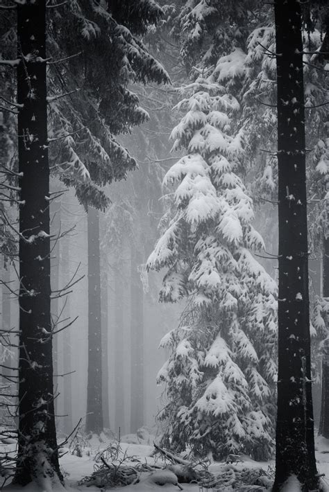 Trees In The Winter Forest Black And White Winter Scenery Snowy