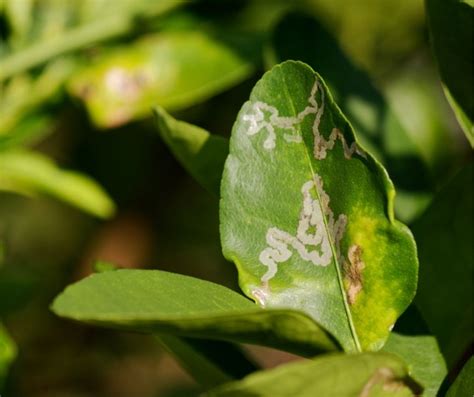 Most Common Citrus Pests And Diseases Love The Garden