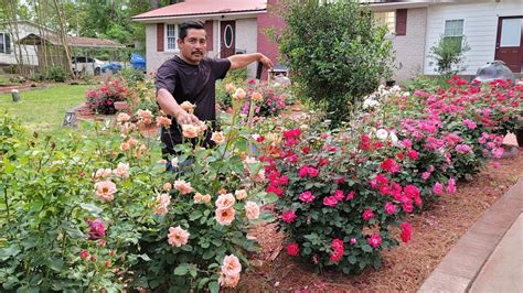 La Mejor Manera Para Plantar Las Rosas Les Enseñare Paso Por Paso Hazlo