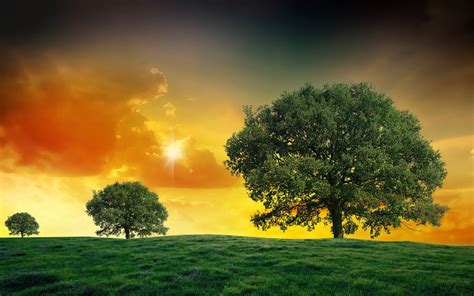 Field Tree Clouds Hd Wallpapers Wallpaper Cave