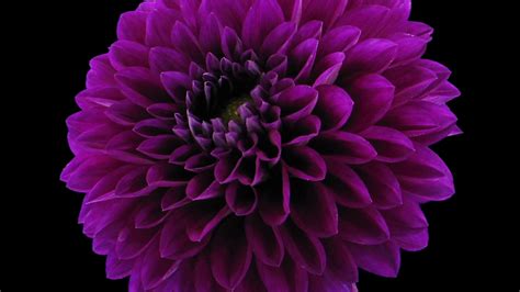 Time Lapse Of Growingand Blooming Purple Dahlia Flower 3b3 In Rgb