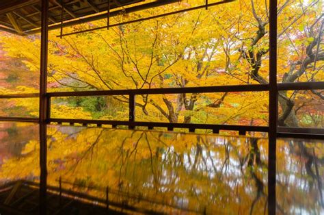 Ruriko In Temple With Colorful Maple Leaves Or Fall Foliage In Autumn