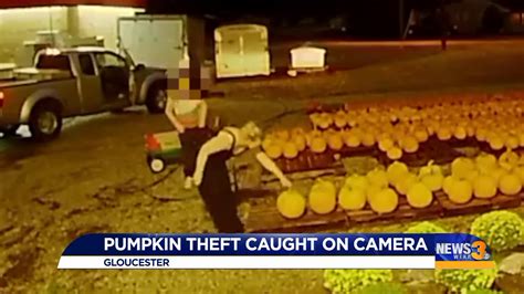 Pumpkin Patch Thieves Caught On Camera At Gloucester Business