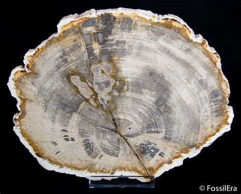 Check out our indonesian petrified wood selection for the very best in unique or custom, handmade pieces from our collectibles shops. Tropical Hardwood Petrified Wood Slab - Indonesia For Sale ...