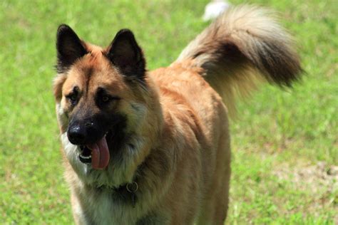 German Shepherd Dog Breed Information Pictures And More