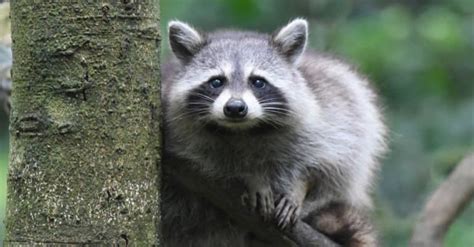 Raccoon Pictures Az Animals