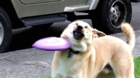 Rip In Peace Frisbee Doge Youtube