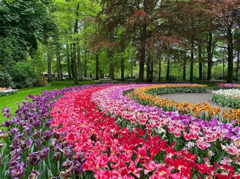 Where And When Will Dutch Tulips Bloom Find Out In Our Flower Forecast