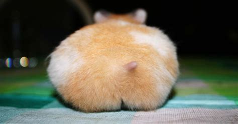 Japan Cant Get Enough Hamster Butts Cute Hamsters Funny Hamsters Cute Animals