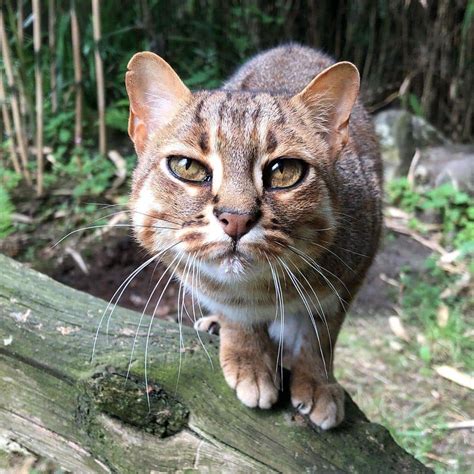 18 Pictures Of Mysterious Rusty Spotted Cats One Of The Smallest Wild Cats In Nature