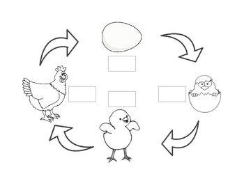 Life Cycle Of A Chicken Worksheet Studying Worksheets