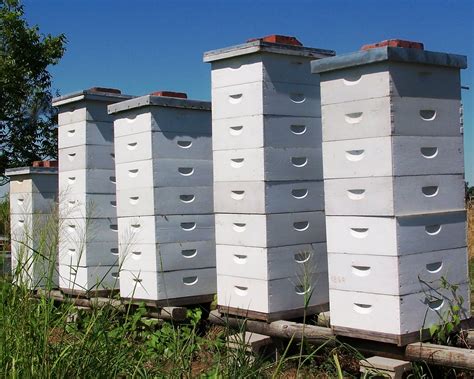 The Peace Bee Farmer Honey Production