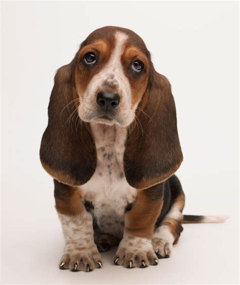 Basset Hound Puppy Huge Floppy Ears And Adorable Doey Eyes Baby