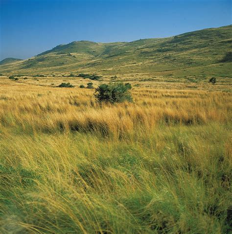 Grasslands Animals And Plants