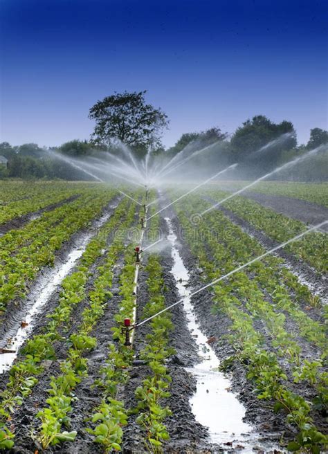 Water Crops Irrigation Watering Crops With Irrigation System Using
