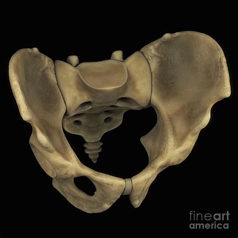 Pelvic Bones Male Photograph By Science Picture Co