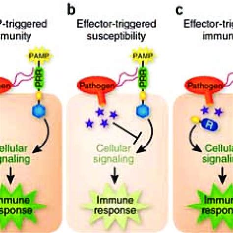 simplified schematic representation of the plant immune system a upon download scientific