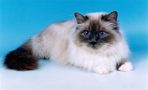 10 Most Beautiful Cat Breeds In The World Tail And Fur