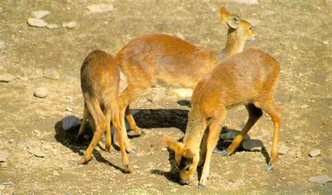 Korean Mammal Chinese Water Deer J02 Herd Foraging On Ground Image Only