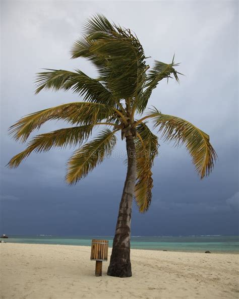 Palm Tree With Storm Clouds Stock Photo Image Of Clouds Punta 13997140