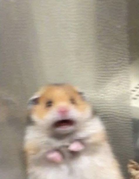 Hamster Staring At Camera Meme  Life Of Pets