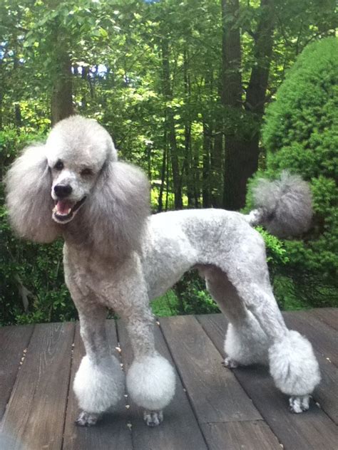 Different Hair Styles Page 2 Poodle Forum Standard Poodle Toy