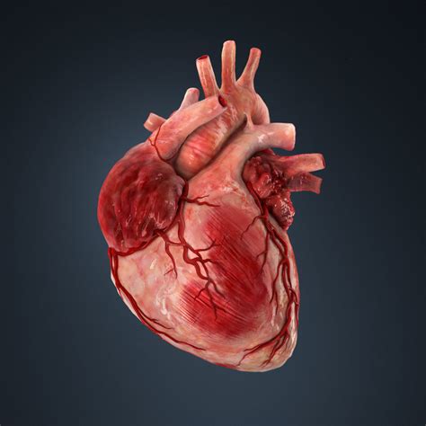 3d Model Human Heart Human Cgtrader
