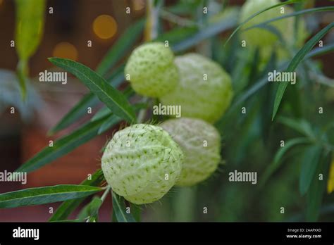 Hairy Balls Hi Res Stock Photography And Images Alamy