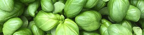 Check spelling or type a new query. Die richtige Erde für Gartenkräuter | garten.ch