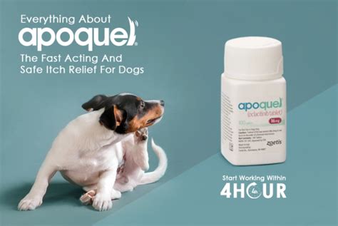 Apoquel The Fast Acting And Safe Itch Relief For Dogs