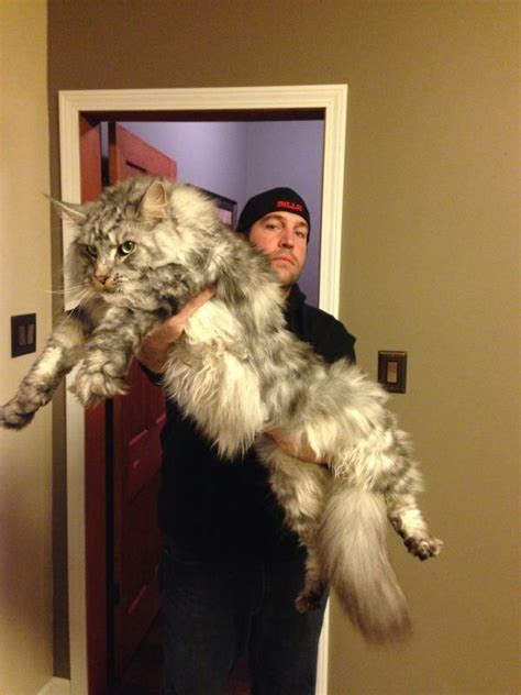 Male maine coon cats can weigh up to 35 lb (15.9 kg). Pin on Maine Coon Cat