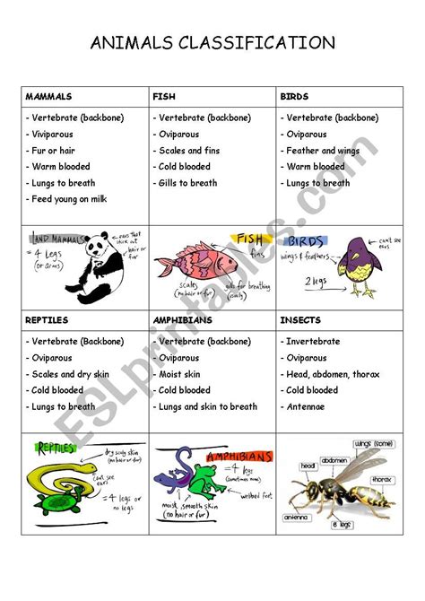 Classification Worksheets In 2021 Science Worksheets