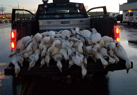 Over 50 Dead Geese Suddenly Fall From The Sky During Storm