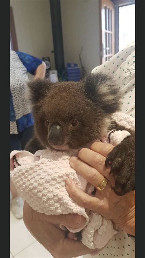 Pin By Paul Richards On Koalas Koala Bear Australia Animals Cute