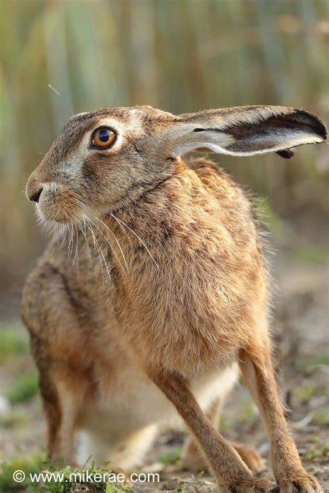 Brown Hares Summer 2016 Norton Suffolk Mike Rae Animals And Pets