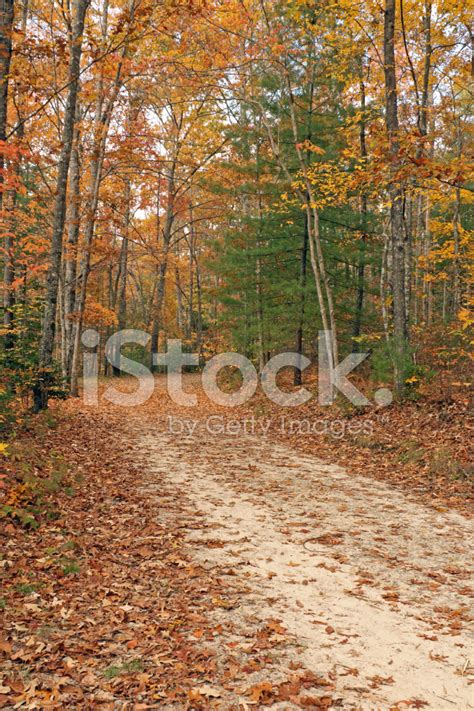 Dirt Road Through Autumn Forest Stock Photo Royalty Free Freeimages