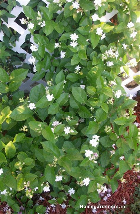 How To Grow And Care For Jasmine Plant Home Gardeners Jasmine