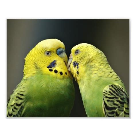 Kissing Budgie Parrot Bird Photo Print Uk