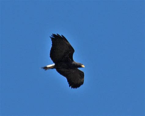 Virginia Key Great Black Hawk Tropical Audubon Society