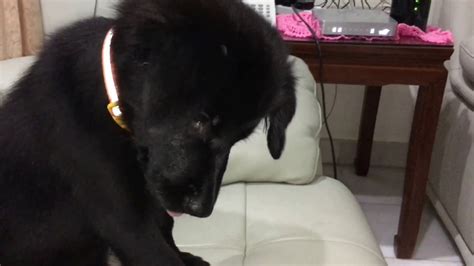 Puppy Reacted To Dog Crying Sound Effect Youtube