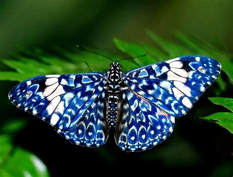 Most Colorful Butterfly In The World