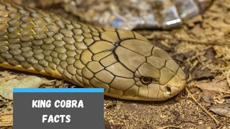 King Cobra Facts For Kids