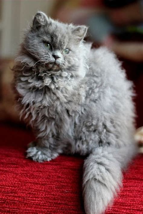 Commonly referred to as the 'curly cat'. These Poodle Cats Are So Curly You'll Squeal With Delight ...