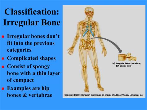 Ppt Bones And Bone Tissues Powerpoint Presentation Free Download