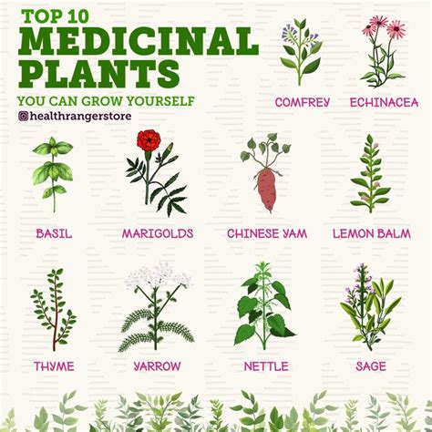 Top 10 Medicinal Plants You Can Grow Yourself Video Medicinal