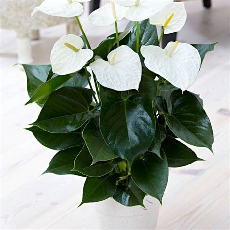 10 Mind Blowing Reasons Why White Flower House Plant Is Using This