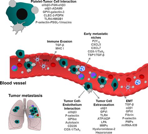 Frontiers Platelet Cancer Interplay Molecular Mechanisms And New