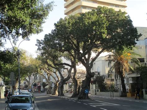 Sycamores In Israel Middle Eastern Sycamore Tree Israel By Locals