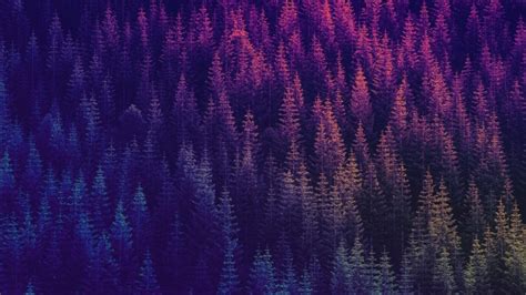 Wallpaper Forest Purple Top View Pattern Resolution2560x1440 Wallpx